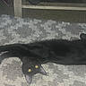 animal, black_cat, carpet, casual_photo, cat, dark_fur, feline, furniture, glowing_eyes, home, indoor, long_tail, lying_down, pet, pointed_ears, relaxed, shaggy_rug, sleeping, stretched_out, wooden_floor