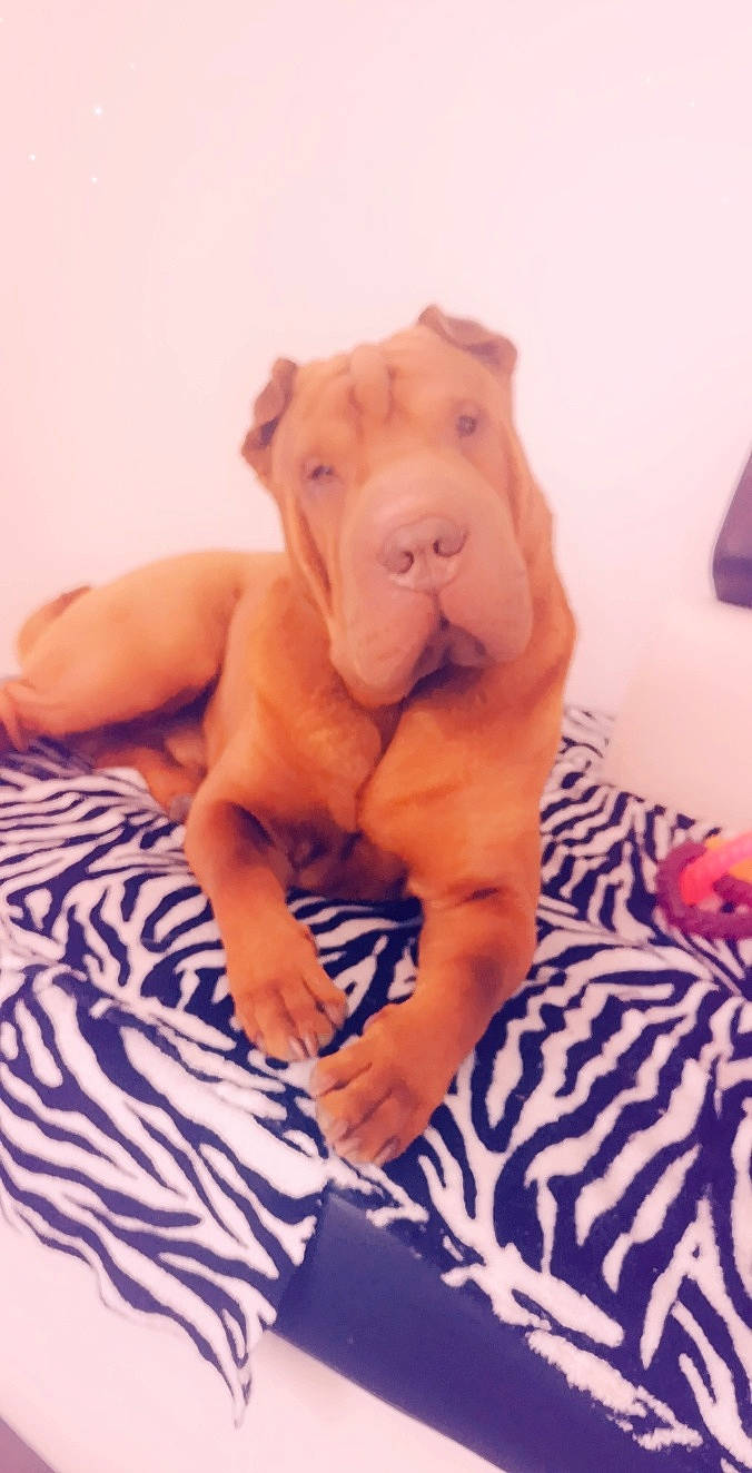 Mylou a rejoint le concours — aidez-le/la à gagner de superbes lots ! american_pit_bull_terrier, canidae, carnivore, dog, dog_breed, dogue_de_bordeaux, fawn, mammal, non_sporting_group, puppy, shar_pei, sporting_group, vertebrate