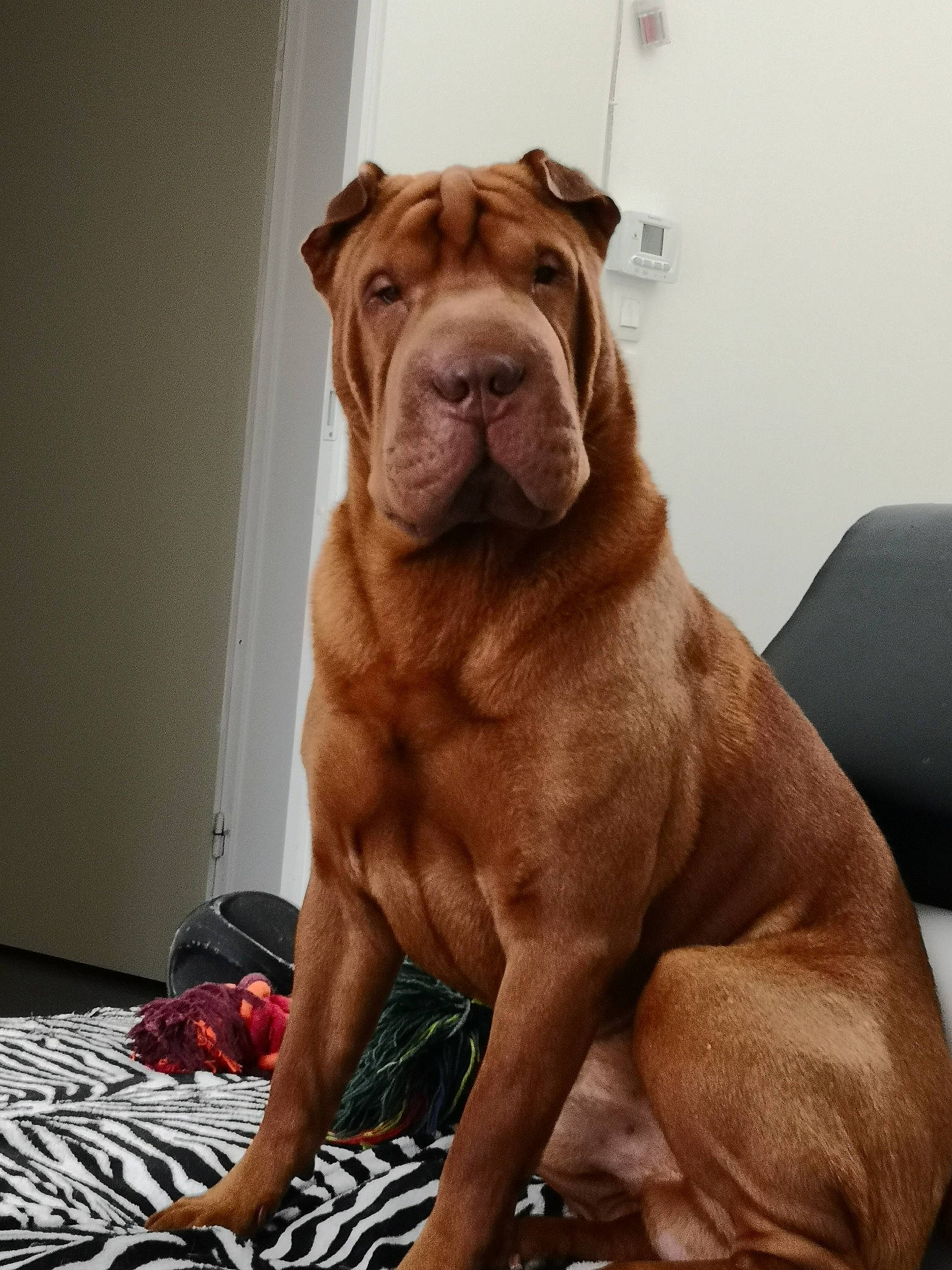 Mylou a rejoint le concours — aidez-le/la à gagner de superbes lots ! canidae, carnivore, dog, dog_breed, dogue_de_bordeaux, fawn, korean_mastiff, mammal, molosser, non_sporting_group, ori_pei, shar_pei, skin, vertebrate, wrinkle