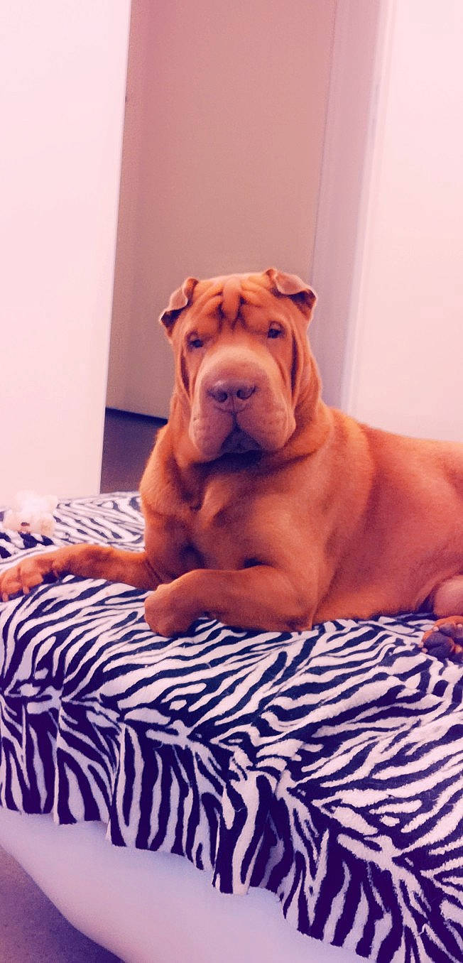 Mylou a rejoint le concours — aidez-le/la à gagner de superbes lots ! canidae, carnivore, companion_dog, dog, dog_breed, fawn, korean_mastiff, mammal, non_sporting_group, ori_pei, shar_pei, skin, vertebrate, wrinkle