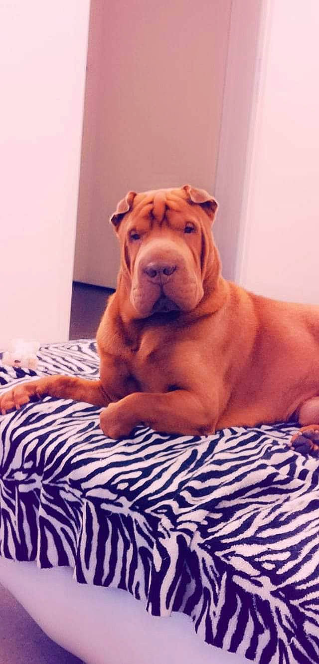 Mylou