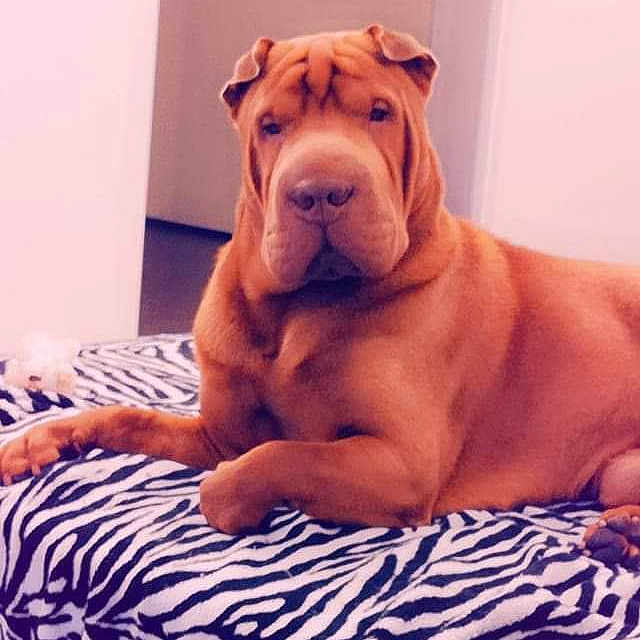 Mylou