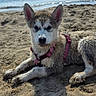 Baekha a rejoint le concours — aidez-le/la à gagner de superbes lots ! animal, beach, canine, clouds, cute, dog, harness, nature, ocean, outdoor, pet, puppy, relaxing, sand, sky, summer, sunlight, vacation, water, young_dog