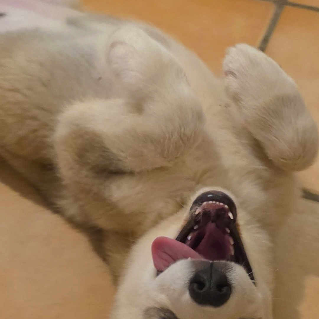 Baekha participe au concours pour gagner de l'argent avec cette photo : dog, playful, tongue_out, lying_down, floor, tile, pet_toy, pink_toy, happy, canine, indoor, animal, fur, ears, mouth, nose, paw, pet, young_dog, cheerful