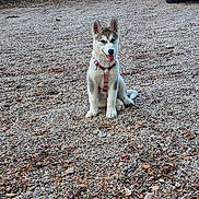 Baekha a rejoint le concours — aidez-le/la à gagner de superbes lots ! animal, canine, car, daytime, dog, driveway, fur, gravel, greenery, husky, leaves, nature, outdoor, pet, puppy, sitting, sunlight, trees, white_car, young_dog