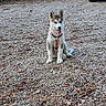 animal, canine, car, daytime, dog, driveway, fur, gravel, greenery, husky, leaves, nature, outdoor, pet, puppy, sitting, sunlight, trees, white_car, young_dog