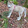 Baekha participe au concours pour gagner de l'argent avec cette photo : alert, animal, canine, curious, dog, exploring, forest, fur, ground, leaves, moss, nature, outdoor, pet, pink_harness, playful, puppy, tree, woodland, young