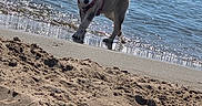Baekha participe au concours pour gagner de l'argent avec cette photo : animal, beach, canine, daytime, dog, fun, nature, ocean, outdoor, pet, playful, puppy, sand, shore, sky, summer, sunny, vacation, water, waves