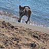 animal, beach, canine, daytime, dog, fun, nature, ocean, outdoor, pet, playful, puppy, sand, shore, sky, summer, sunny, vacation, water, waves