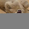 Baekha participe au concours pour gagner de l'argent avec cette photo : dog, pet, lying_down, paws, mouth_open, teeth, furry, indoor, floor, animal, canine, playful, resting, closeup, cozy, warm_tone, domestic, cute, fur, relaxed