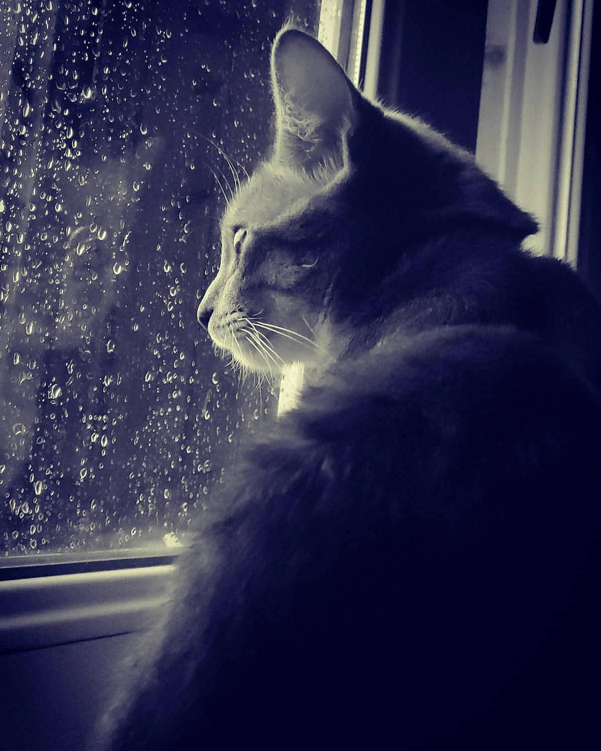 Misty participe au concours pour gagner de l'argent avec cette photo : black_cat, carnivore, cat, darkness, domestic_short_haired_cat, electric_blue, eye, felidae, fur, glass, monochrome, monochrome_photography, small_to_medium_sized_cats, snout, tail, tints_and_shades, tree, whiskers, window, windshield