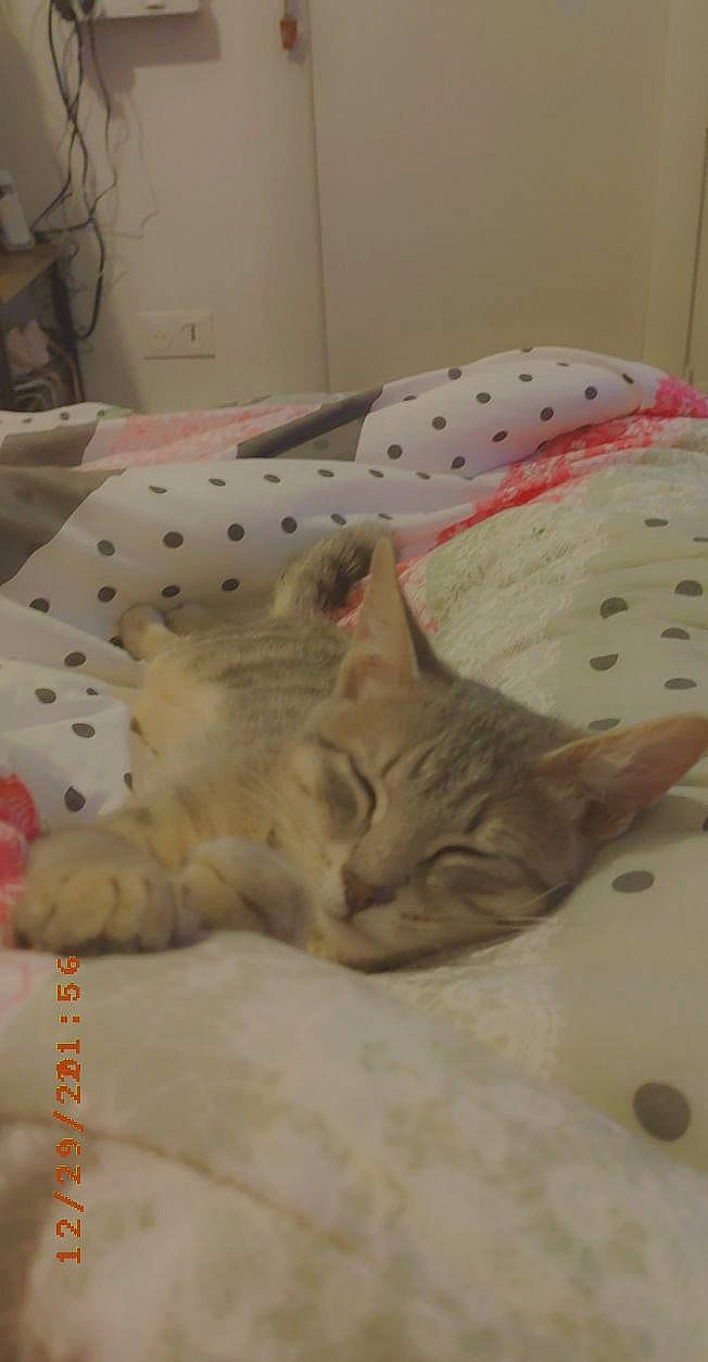 Misty participe au concours pour gagner de l'argent avec cette photo : bed, bed_sheet, bedding, carnivore, cat, comfort, domestic_short_haired_cat, duvet, fawn, felidae, fur, linens, mammal, nap, room, sleep, small_to_medium_sized_cats, snout, tail, whiskers
