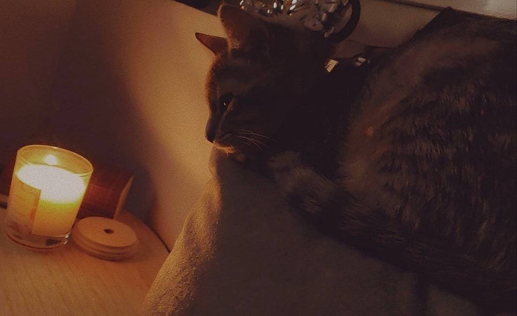 Misty participe au concours pour gagner de l'argent avec cette photo : brown, candle, carnivore, cat, comfort, darkness, domestic_short_haired_cat, felidae, flame, fur, heat, lamp, light_fixture, room, small_to_medium_sized_cats, snout, tail, wax, whiskers, wood