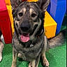 Jabroni joined the competition — help win amazing prizes! animal, blue_block, canine, collar, cute, dog, ears, floor, foam_blocks, friend, green_floor, happy, indoor, pet, playful, red_block, sitting, tail, tongue_out, yellow_block