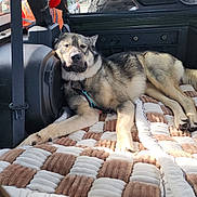 Jabroni is registered to the contest to win money with this photo: black_and_tan, blanket, canine, car_seat, collar, daylight, dog, fire_extinguisher, fur, outdoor_view, parked_cars, pet, quilt, relaxed, resting, seatbelt, spare_tire, sunlight, vehicle_interior, window