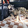 black_and_tan, blanket, canine, car_seat, collar, daylight, dog, fire_extinguisher, fur, outdoor_view, parked_cars, pet, quilt, relaxed, resting, seatbelt, spare_tire, sunlight, vehicle_interior, window