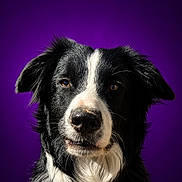 Uno a rejoint le concours — aidez-le/la à gagner de superbes lots ! dog, border_collie, black_and_white, portrait, close_up, pet, animal, fur, ears, nose, eyes, whiskers, expression, muzzle, studio, vibrant_background, purple, canine, headshot, domestic_animal
