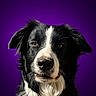 animal, black_and_white, border_collie, canine, close_up, dog, domestic_animal, ears, expression, eyes, fur, headshot, muzzle, nose, pet, portrait, purple, studio, vibrant_background, whiskers