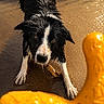 Uno a rejoint le concours — aidez-le/la à gagner de superbes lots ! dog, wet, black_and_white, sand, playful, fetch, toy, animal, pet, focused, outdoor, beach, water, closeup, fur, brown_eyes, paw, canine, active, alert