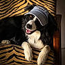 Uno a rejoint le concours — aidez-le/la à gagner de superbes lots ! dog, border_collie, black_and_white, cap, hat, zebra_pattern, couch, pet, animal, smiling, amber_eyes, fur, paws, relaxed, indoor, furniture, portrait, closeup, happy, cozy