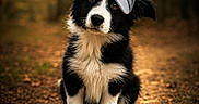 Uno a rejoint le concours — aidez-le/la à gagner de superbes lots ! puppy, dog, black_and_white, cap, outdoor, forest, path, autumn, sunlight, cute, animal, portrait, fur, young, pet, nature, sitting, head_tilt, curious, adorable