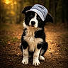 adorable, animal, autumn, black_and_white, cap, curious, cute, dog, forest, fur, head_tilt, nature, outdoor, path, pet, portrait, puppy, sitting, sunlight, young