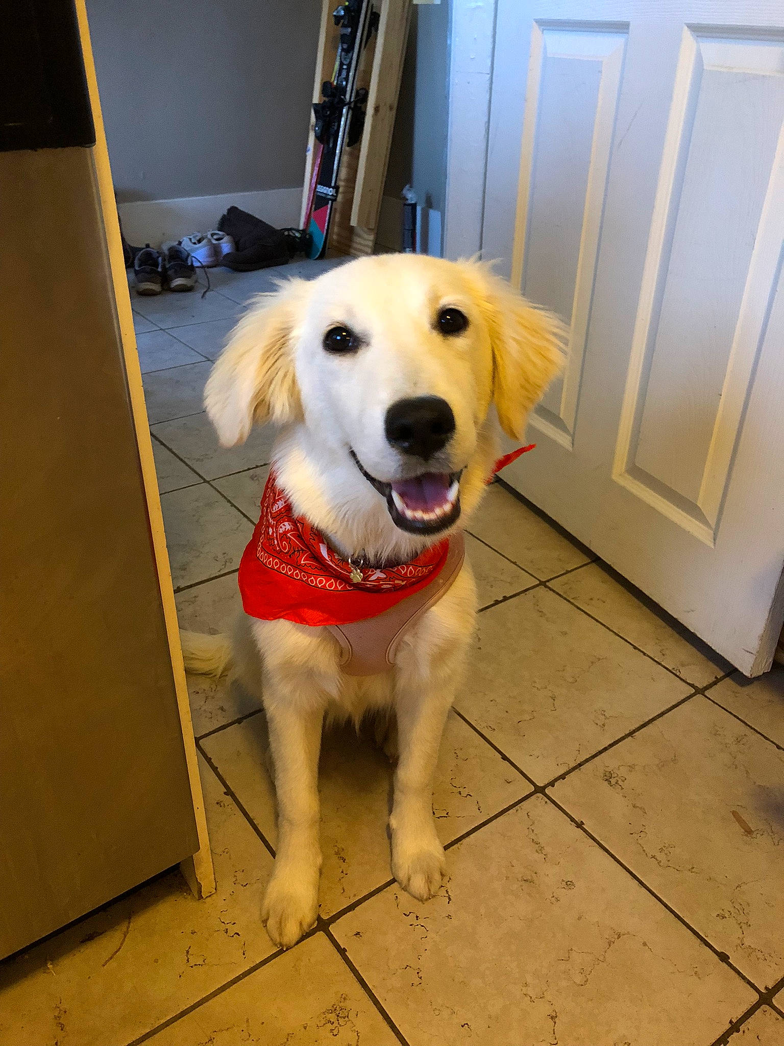 Guac is registered to the contest to win money with this photo: canidae, carnivore, collar, companion_dog, dog, dog_breed, dog_collar, dog_supply, fawn, floor, flooring, gun_dog, hardwood, leash, pet_supply, snout, sporting_group, tail, wood, working_animal