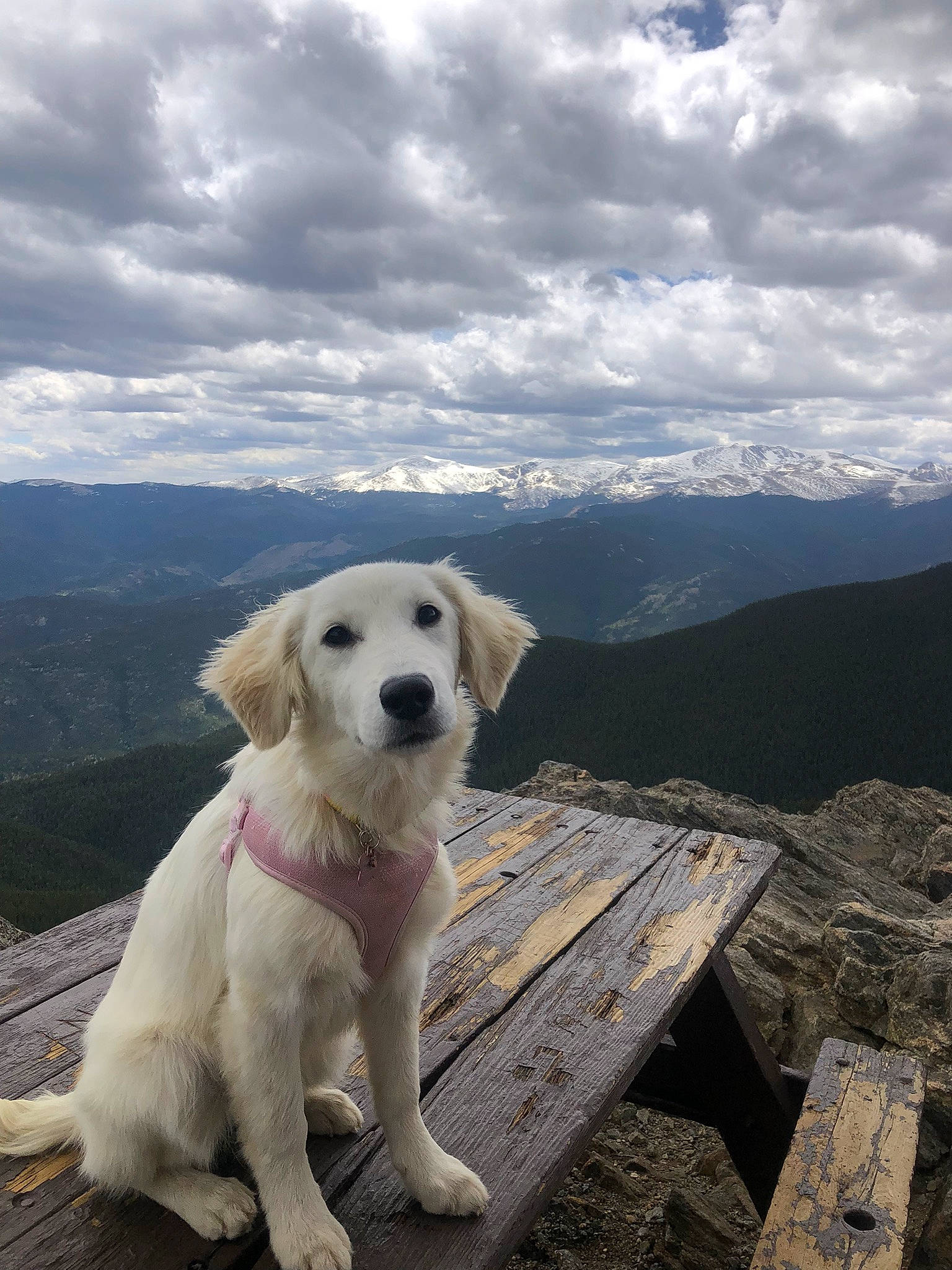 Guac joined the competition — help win amazing prizes! canidae, carnivore, cloud, companion_dog, cumulus, dog, dog_breed, fawn, hill, horizon, landscape, mountain, mountain_range, mountainous_landforms, plant, sitting, sky, sporting_group, tree, wood