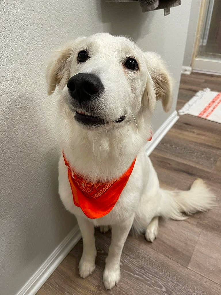 Guac is registered to the contest to win money with this photo: canidae, carnivore, collar, companion_dog, dog, dog_breed, dog_supply, fawn, floor, flooring, fur, hardwood, labrador_retriever, pet_supply, puppy, snout, tail, whiskers, wood, wood_flooring