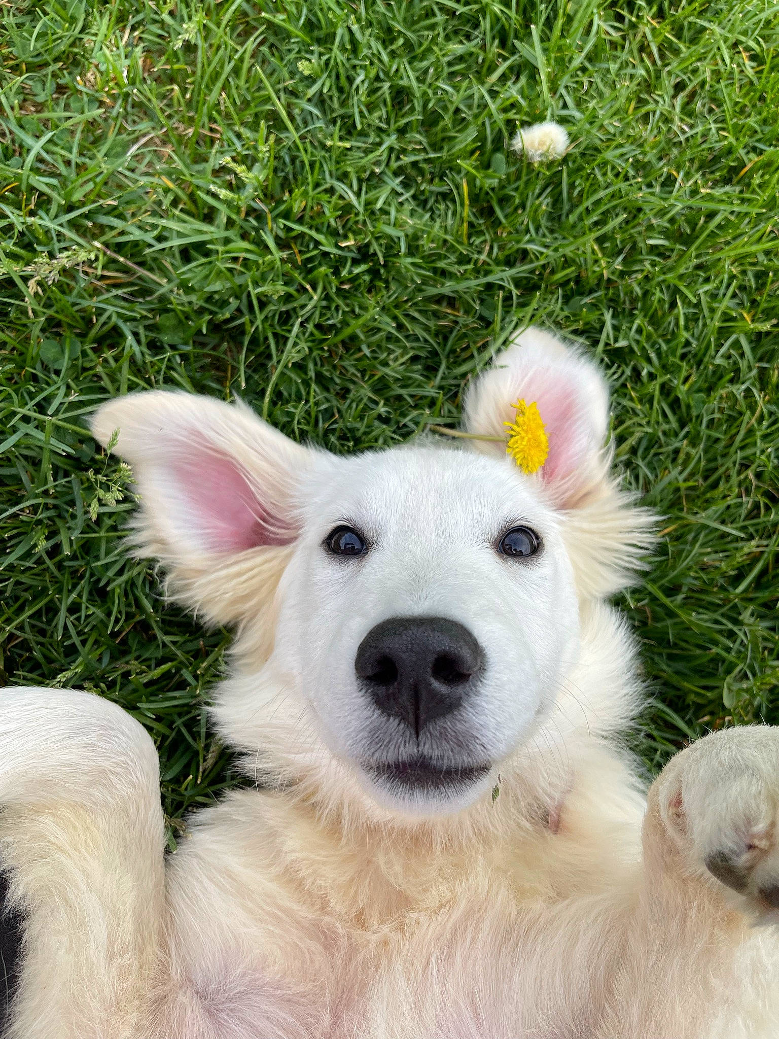 Guac is registered to the contest to win money with this photo: canidae, carnivore, companion_dog, dog, dog_breed, ear, eye, fawn, fur, grass, happy, head, plant, snout, sporting_group, tail, terrestrial_animal, whiskers, wing, working_animal