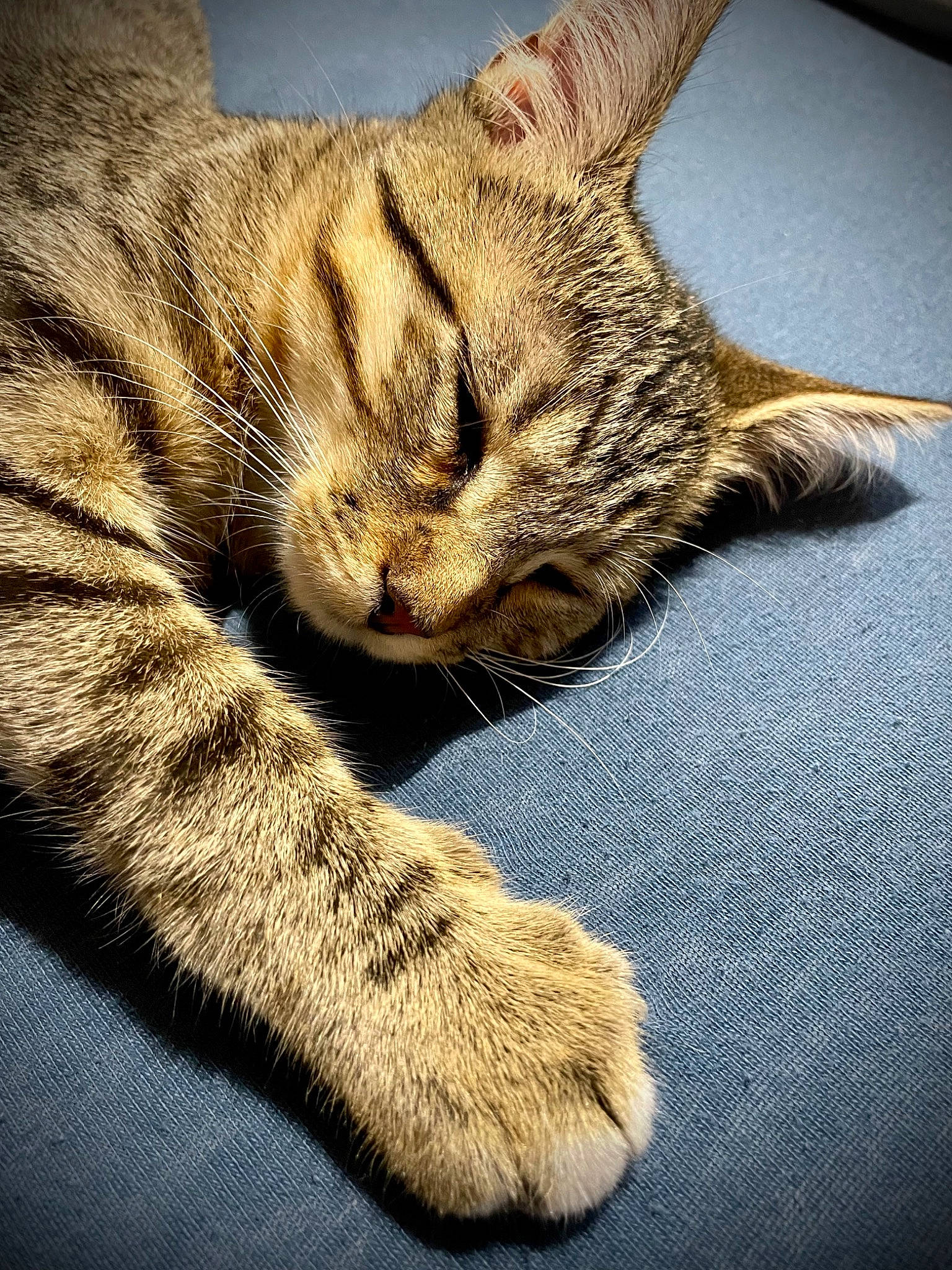 Oakley participe au concours pour gagner de l'argent avec cette photo : carnivore, cat, claw, comfort, domestic_short_haired_cat, eye, fawn, felidae, foot, fur, human_body, human_leg, leg, paw, small_to_medium_sized_cats, snout, tail, terrestrial_animal, whiskers, window