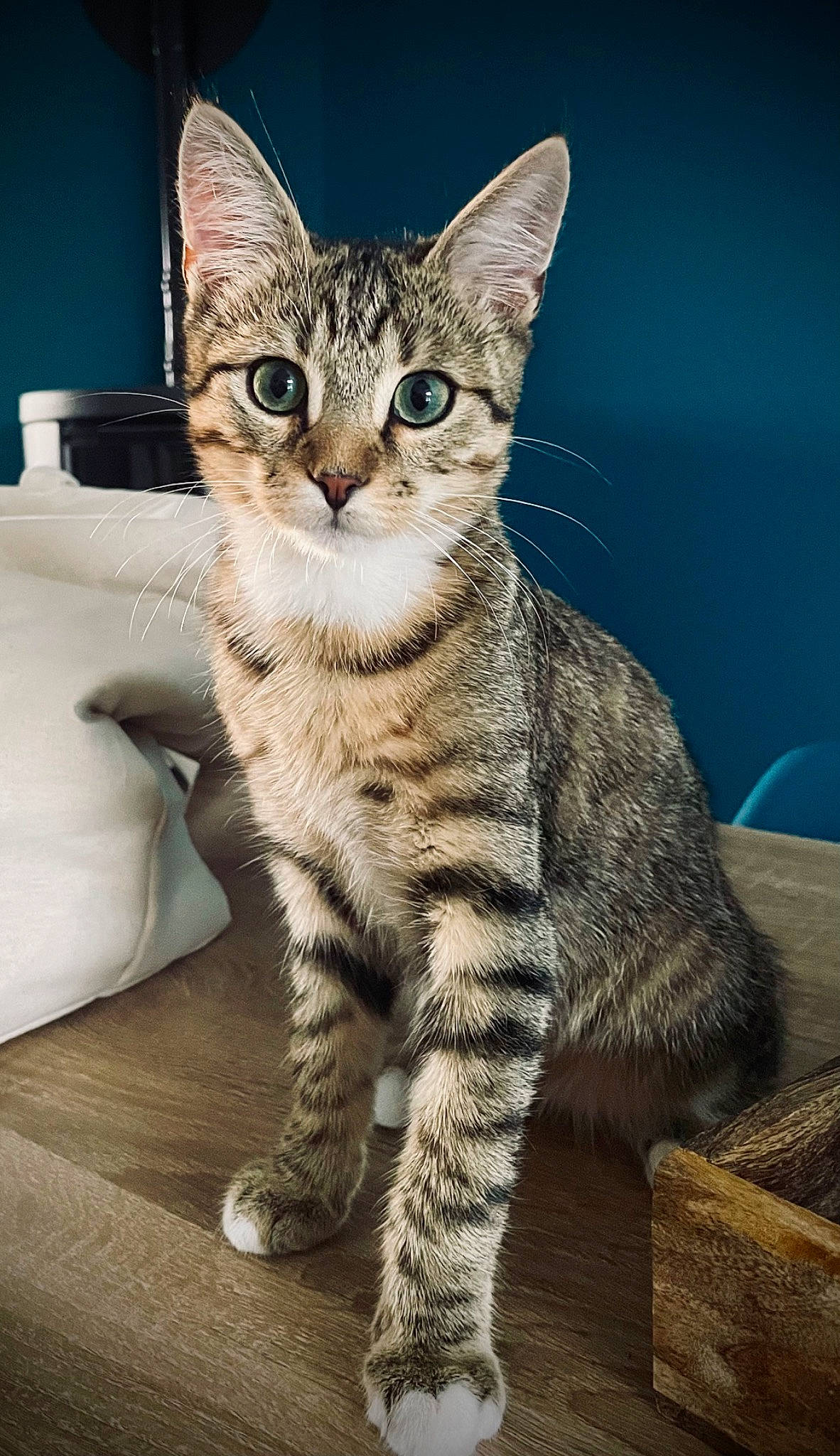 Oakley a rejoint le concours — aidez-le/la à gagner de superbes lots ! carnivore, cat, claw, domestic_short_haired_cat, felidae, fur, sitting, small_to_medium_sized_cats, snout, terrestrial_animal, whiskers, wildlife