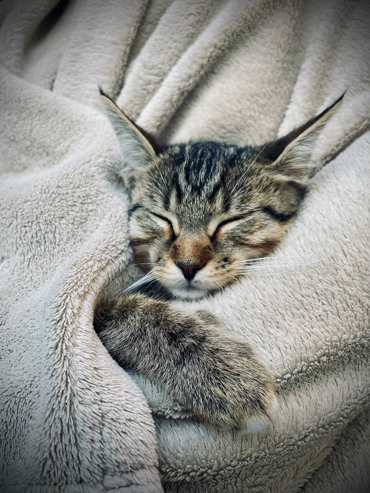 Oakley participe au concours pour gagner de l'argent avec cette photo : carnivore, cat, claw, close_up, domestic_short_haired_cat, felidae, fur, grey, small_to_medium_sized_cats, snout, terrestrial_animal, tree, whiskers, wildlife, wood