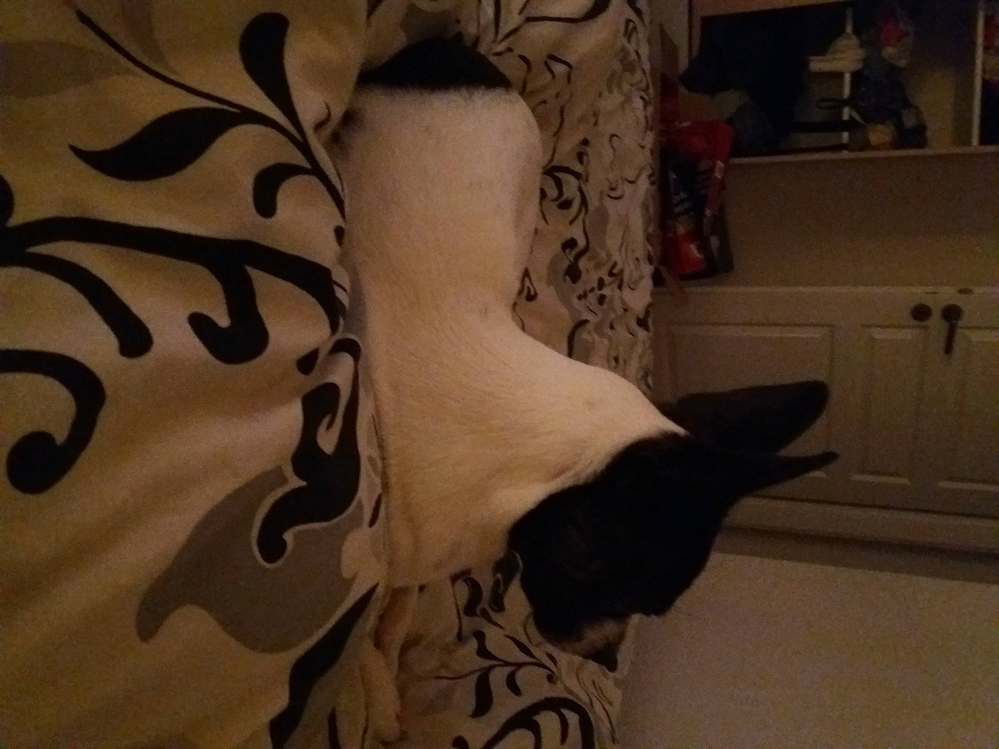 Vodka participe au concours pour gagner de l'argent avec cette photo : cabinetry, carnivore, comfort, companion_dog, dog_breed, fawn, felidae, fur, grey, human_leg, linens, pattern, paw, room, small_to_medium_sized_cats, snout, tail, textile, whiskers, wood