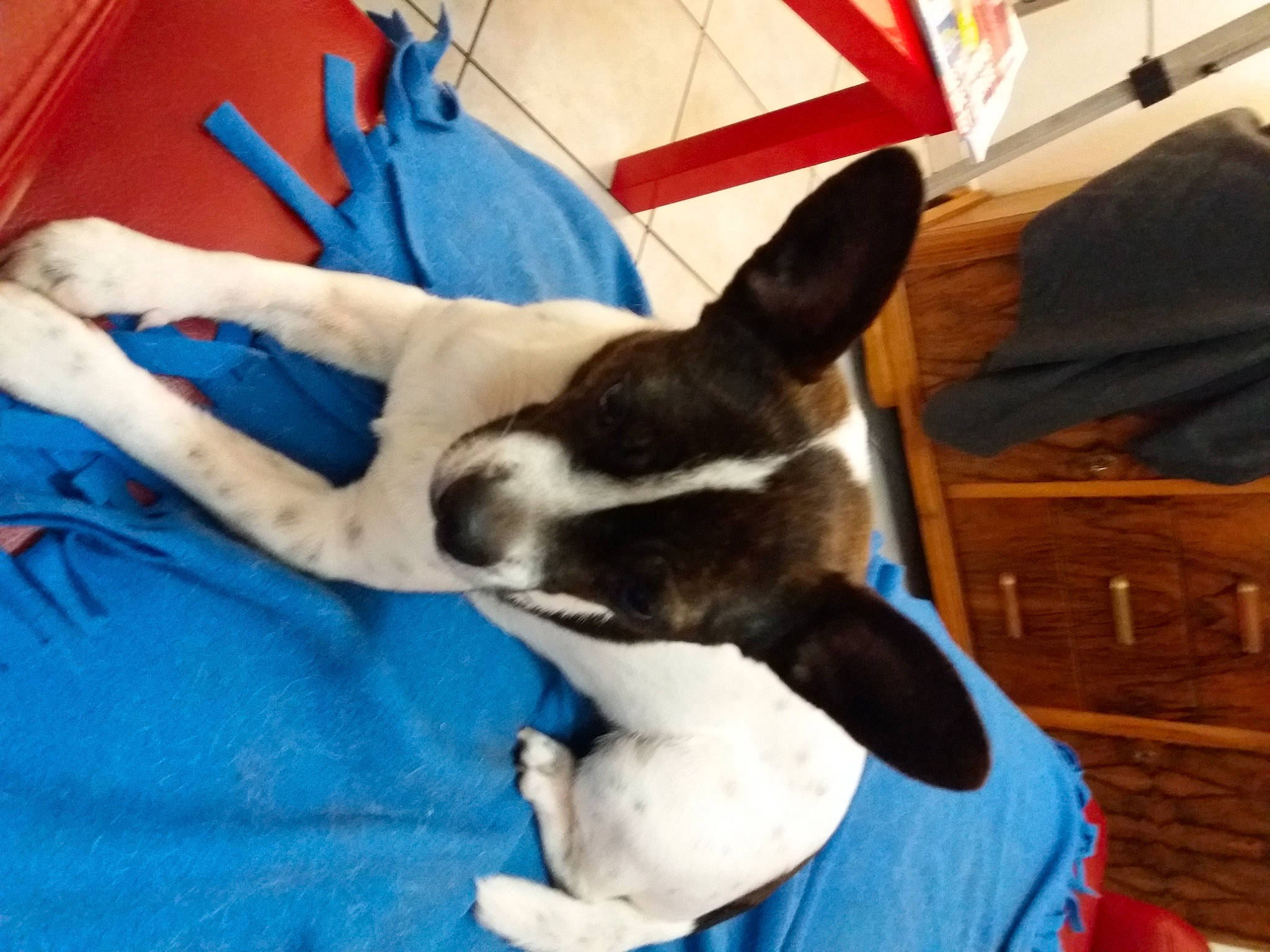 Vodka a rejoint le concours — aidez-le/la à gagner de superbes lots ! blue, carnivore, comfort, companion_dog, dog, dog_breed, dog_supply, fawn, fur, nap, non_sporting_group, paw, puppy, puppy_love, snout, sporting_group, toy_dog, working_animal