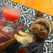 Nala joined the competition — help win amazing prizes! animal, beverage, companion, curious, dog, fur, glass, indoor, looking, orange_wall, patterned_tile, pet, red_drink, seated, small_dog, smoothie, straw, table, wooden_table, yorkshire_terrier