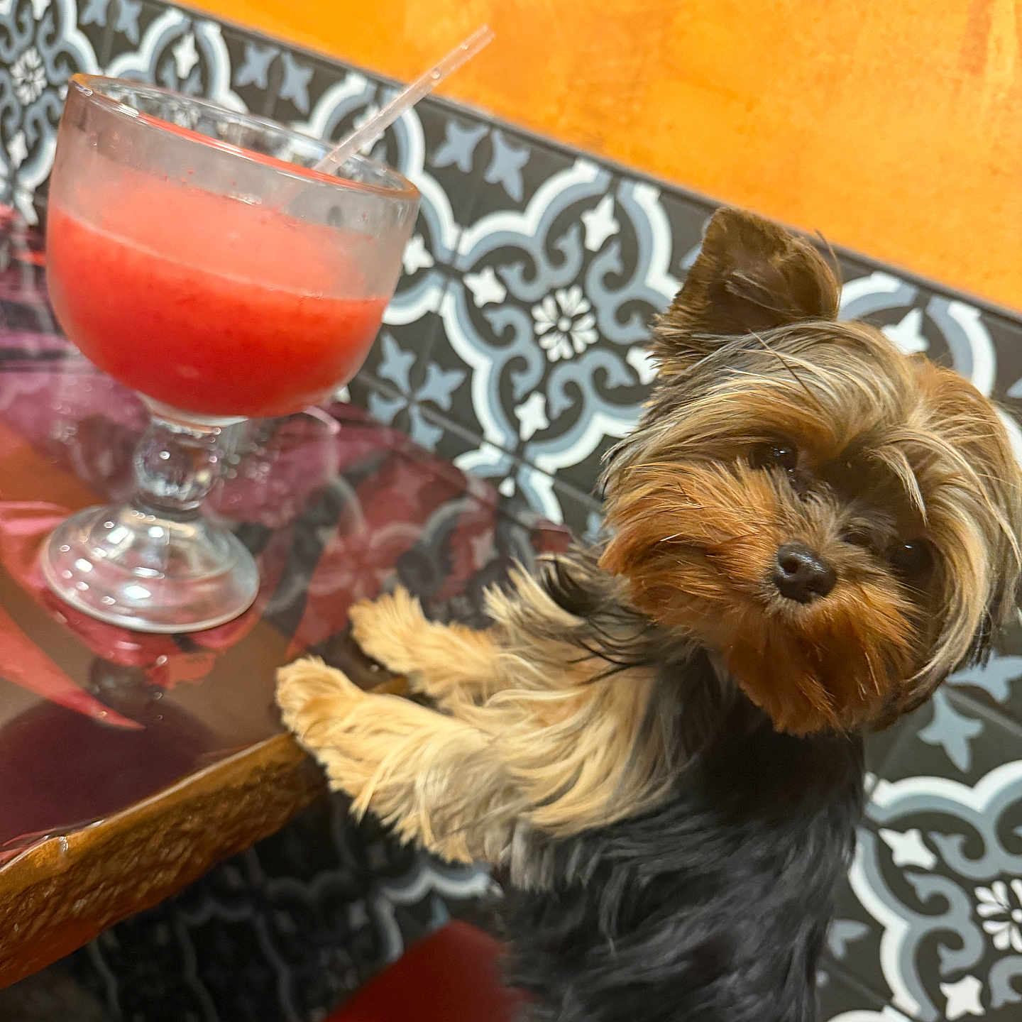 Nala joined the competition — help win amazing prizes! animal, beverage, companion, curious, dog, fur, glass, indoor, looking, orange_wall, patterned_tile, pet, red_drink, seated, small_dog, smoothie, straw, table, wooden_table, yorkshire_terrier