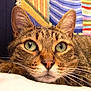 cat, tabby_cat, close_up, green_eyes, whiskers, ears, fur, resting, face, pet, animal, indoor, cozy, knitted_background, colorful, soft_surface, curious, portrait, feline, domestic_cat