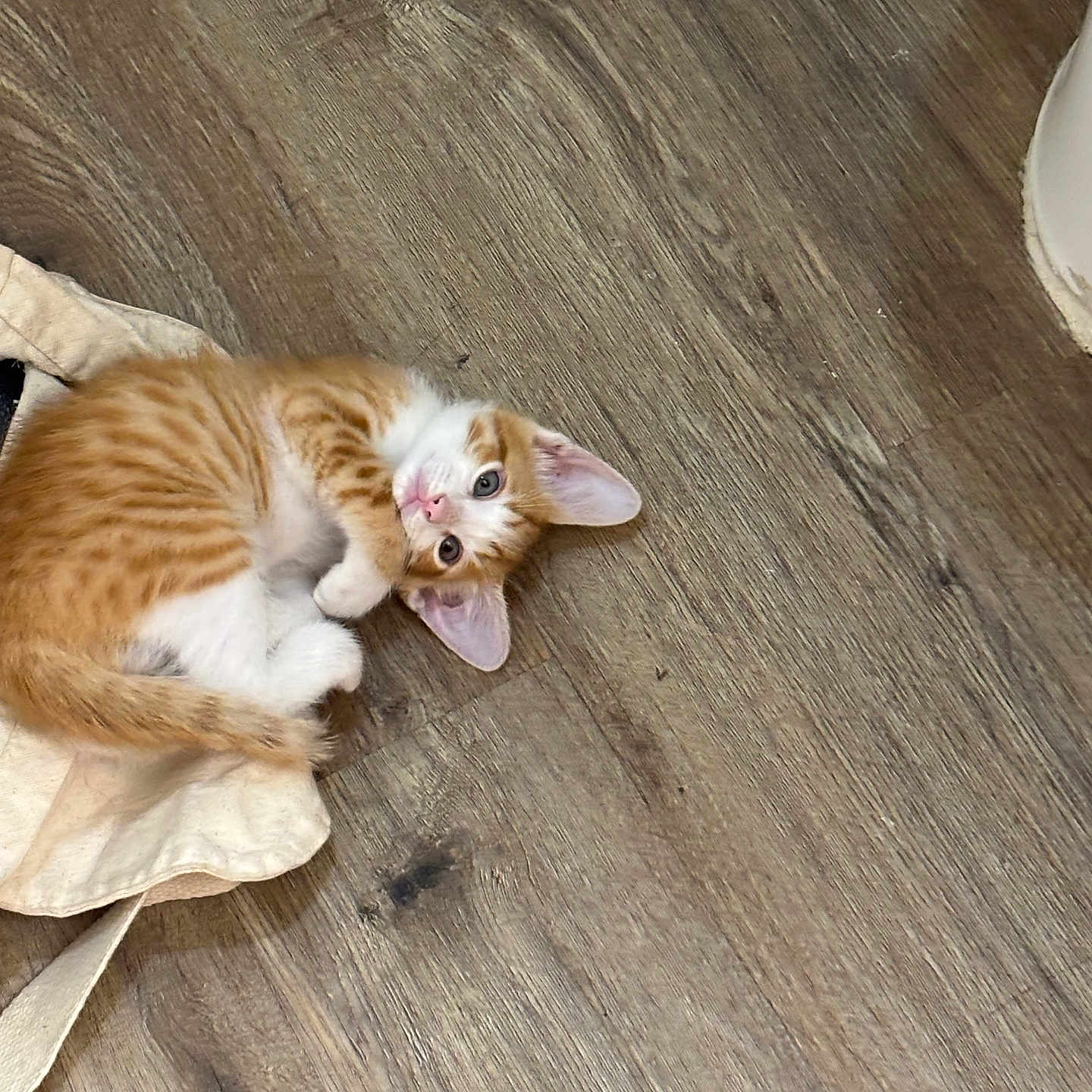 Muffin