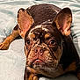french_bulldog, puppy, dog, pet, animal, lying_down, ears_up, brown, black, white, blanket, indoor, cute, close_up, fur, nose, whiskers, eyes, face, resting