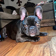 Kash is registered to the contest to win money with this photo: dog, french_bulldog, puppy, black_dog, pet, indoor, wooden_floor, ears, cute, animal, canine, living_room, furniture, couch, floor, looking, lying_down, close_up, domestic_animal, young