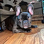 dog, french_bulldog, puppy, black_dog, pet, indoor, wooden_floor, ears, cute, animal, canine, living_room, furniture, couch, floor, looking, lying_down, close_up, domestic_animal, young