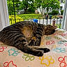 Myla is registered to the contest to win money with this photo: cat, tabby, sleeping, blanket, paw_print, window, greenery, tree, fence, house, outdoor, balcony, pet, cozy, relaxing, fur, resting, domestic_animal, nature, daylight