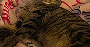 Myla joined the competition — help win amazing prizes! cat, tabby, sleeping, cozy, blanket, indoor, pet, feline, striped, fur, relaxed, cute, animal, resting, comfort, paw, whiskers, bed, soft, domestic