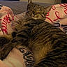cat, tabby, sleeping, cozy, blanket, indoor, pet, feline, striped, fur, relaxed, cute, animal, resting, comfort, paw, whiskers, bed, soft, domestic