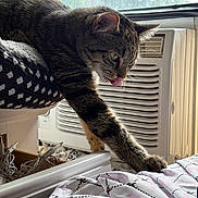 Myla joined the competition — help win amazing prizes! cat, tabby, paw, tongue, bedspread, patterned_fabric, window, air_conditioner, indoor, curious, stretching, pet, feline, whiskers, ear, fur, closeup, daylight, home, cozy