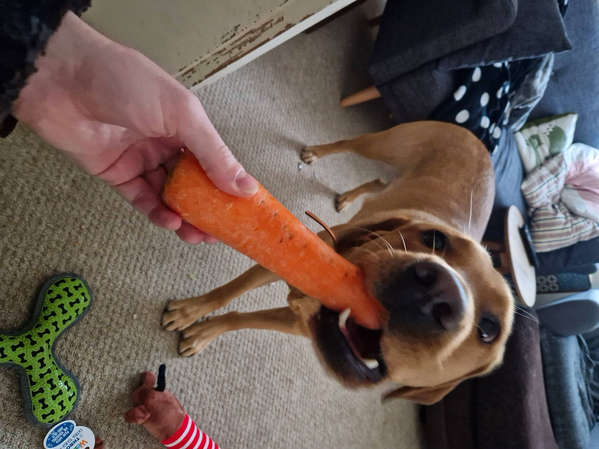 Darwin is registered to the contest to win money with this photo: carnivore, collar, companion_dog, dog, dog_breed, dog_supply, fawn, flooring, foot, human_leg, leash, nail, pet_supply, sporting_group, tail, thigh, thumb, toy, working_animal, wrist