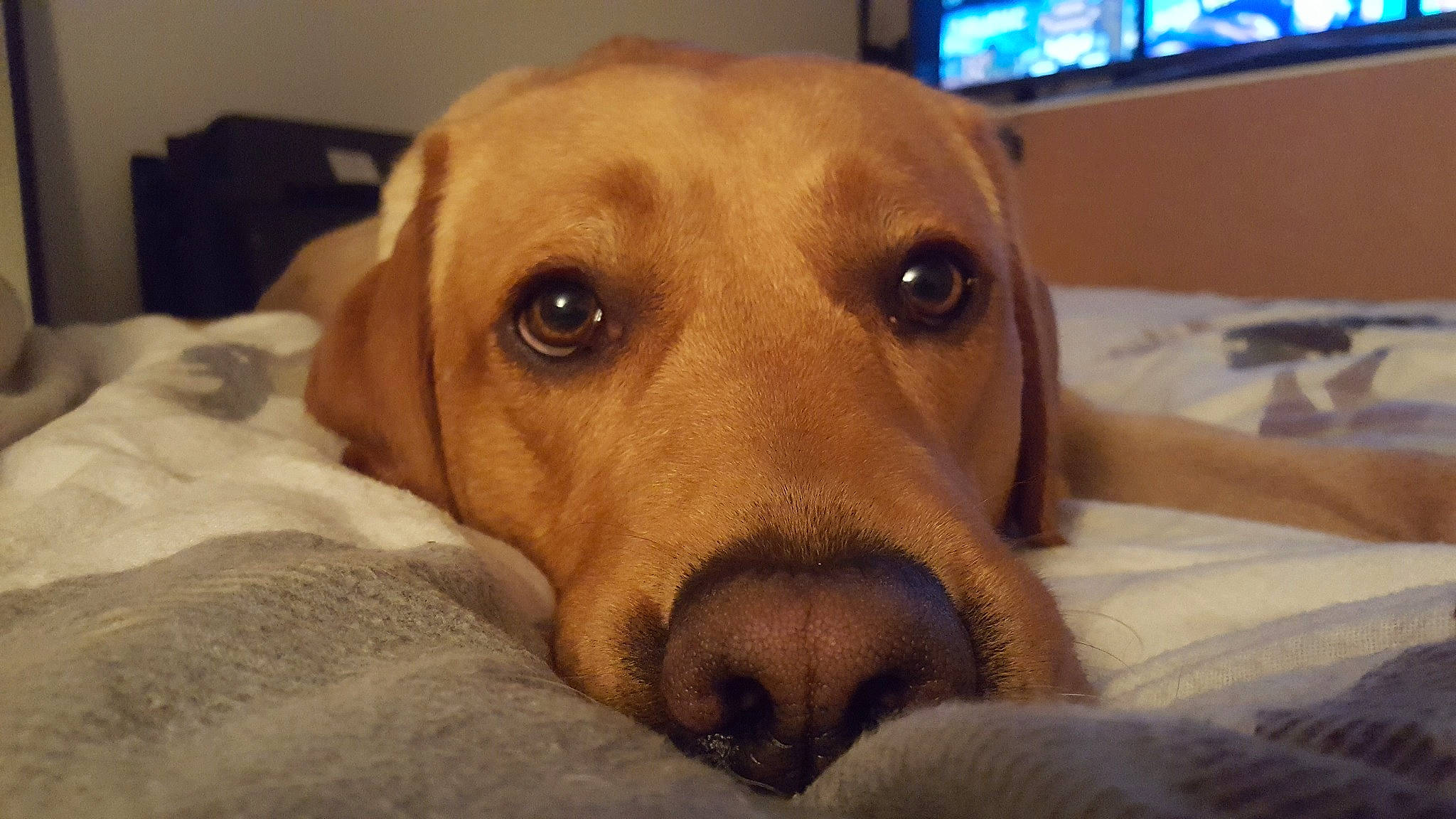 Darwin joined the competition — help win amazing prizes! canidae, carnivore, comfort, companion_dog, dog, dog_breed, dog_supply, ear, fawn, fur, hound, paw, pet_supply, puppy_love, scent_hound, selfie, snout, sporting_group, whiskers, working_animal