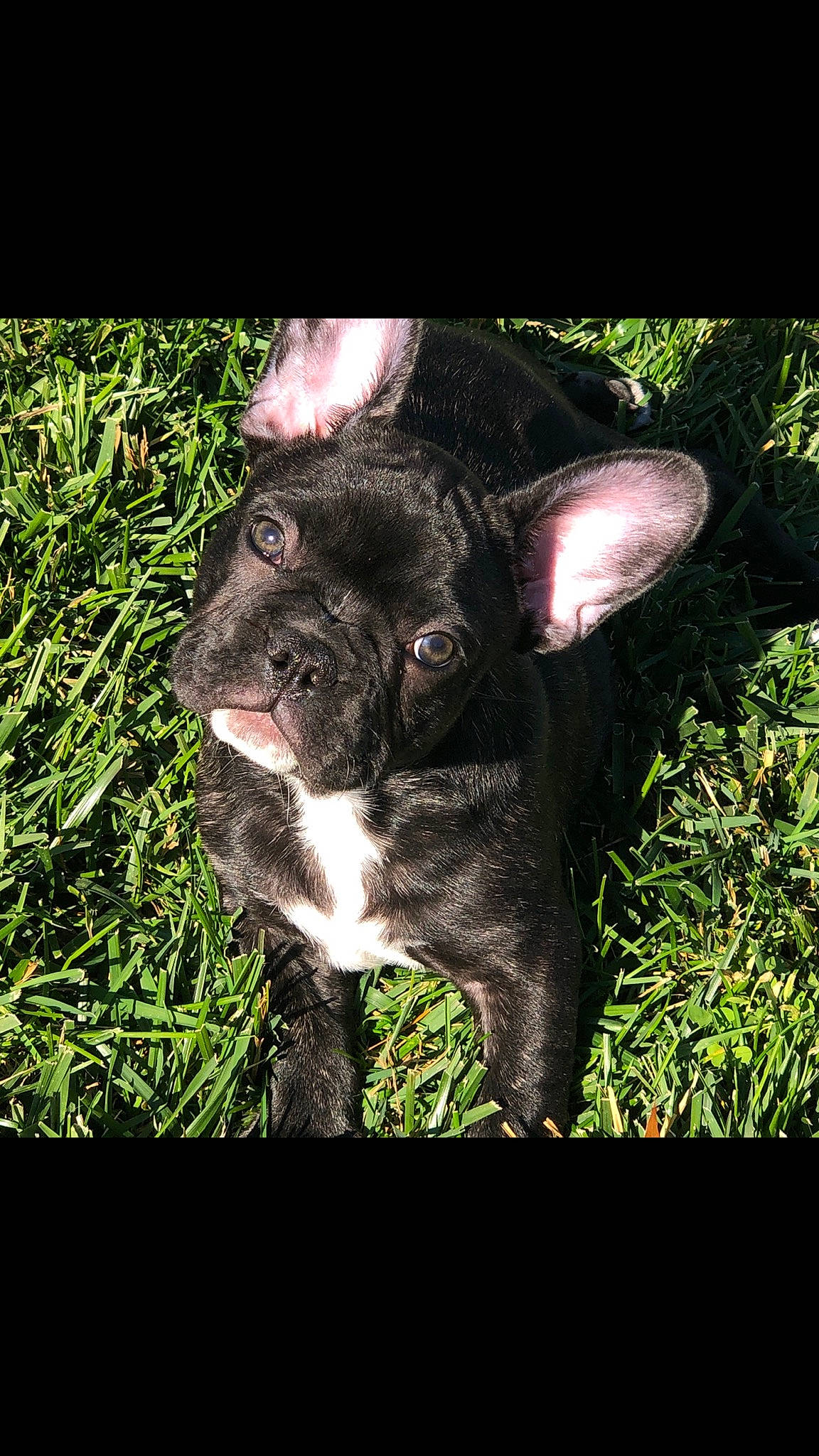 Chuggy joined the competition — help win amazing prizes! bulldog, canidae, carnivore, companion_dog, dog, dog_breed, ear, fawn, french_bulldog, grass, mammal, molosser, non_sporting_group, plant, puppy, rare_breed_dog, snout, sporting_group, toy_bulldog, vertebrate