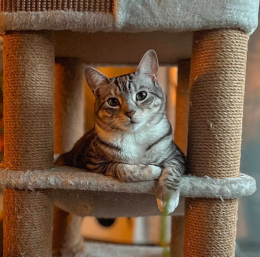 Cora joined the competition — help win amazing prizes! abyssinian, animal, armchair, bookcase, canine, cat, chair, couch, den, dog, egyptiancat, furniture, hardwood, indoors, interiordesign, kitten, manx, pet, siamese, wood